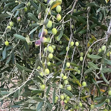 Appartamento Casa Riviera Dei Fiori